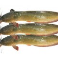 MAGUR ( CATE ) FISH (1Kg TO 1.2Kg)